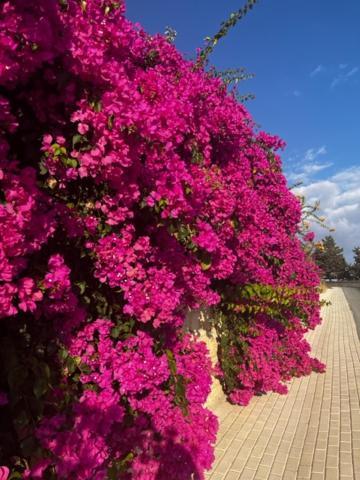 2 Palaepaphos Gardens Apartment Куклия Екстериор снимка